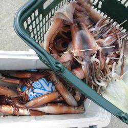 大進丸（愛知） 釣果