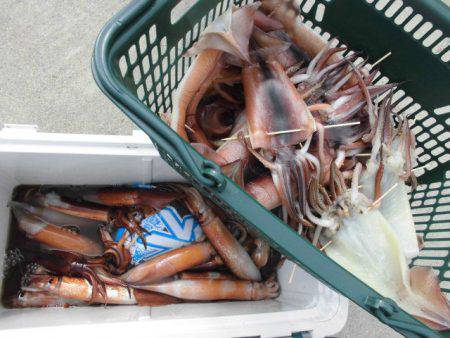 大進丸（愛知） 釣果