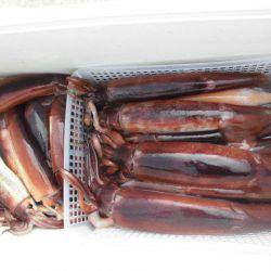 大進丸（愛知） 釣果