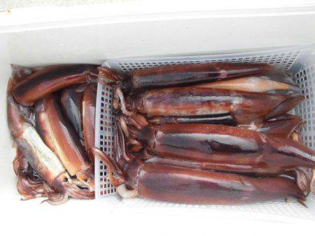 大進丸（愛知） 釣果