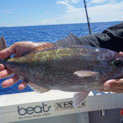 群星・むるぶし 釣果