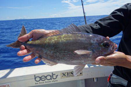 群星・むるぶし 釣果