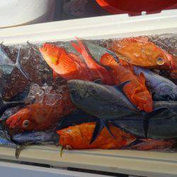 群星・むるぶし 釣果