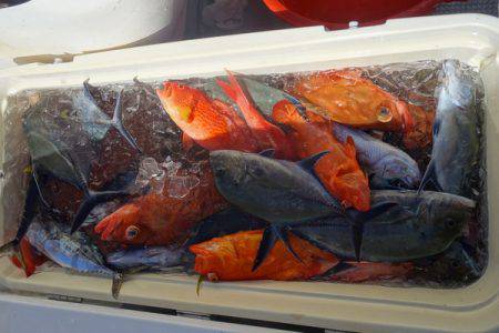 群星・むるぶし 釣果