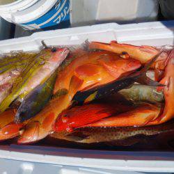 群星・むるぶし 釣果