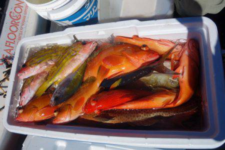 群星・むるぶし 釣果