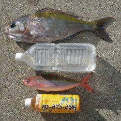 群星・むるぶし 釣果