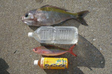 群星・むるぶし 釣果