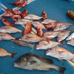 十八宝洋丸 釣果