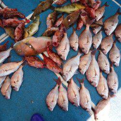 十八宝洋丸 釣果