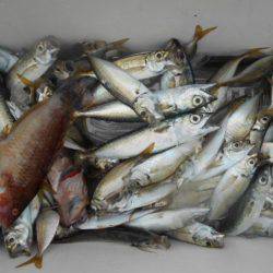 こかわ渡船　雅丸 釣果