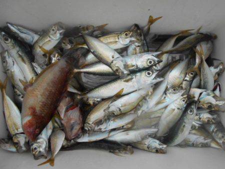 こかわ渡船　雅丸 釣果