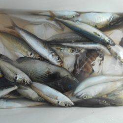 こかわ渡船　雅丸 釣果