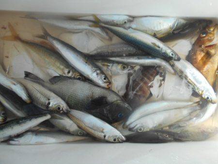 こかわ渡船　雅丸 釣果