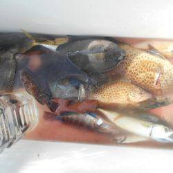 こかわ渡船　雅丸 釣果