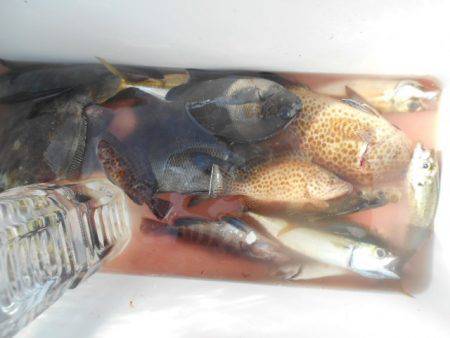 こかわ渡船　雅丸 釣果