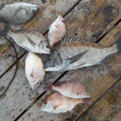 こかわ渡船　雅丸 釣果