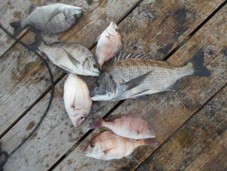 こかわ渡船　雅丸 釣果