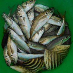 こかわ渡船　雅丸 釣果