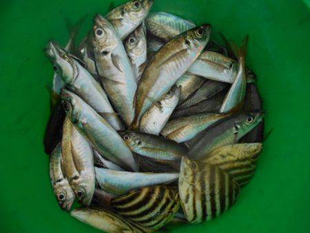 こかわ渡船　雅丸 釣果