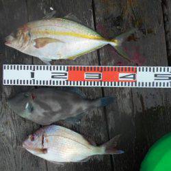 こかわ渡船　雅丸 釣果