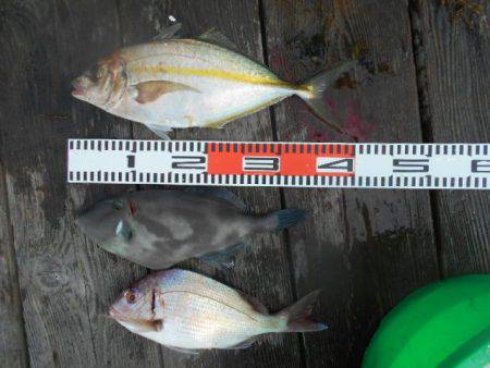 こかわ渡船　雅丸 釣果