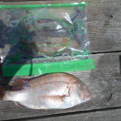 こかわ渡船　雅丸 釣果