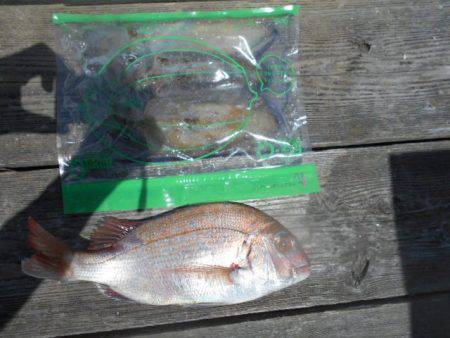 こかわ渡船　雅丸 釣果