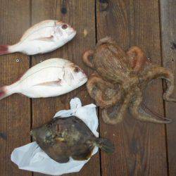 こかわ渡船　雅丸 釣果