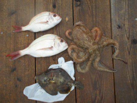 こかわ渡船　雅丸 釣果