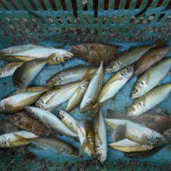 こかわ渡船　雅丸 釣果