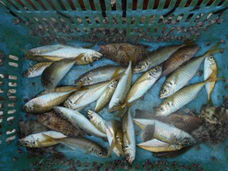 こかわ渡船　雅丸 釣果