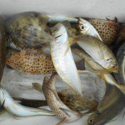 こかわ渡船　雅丸 釣果