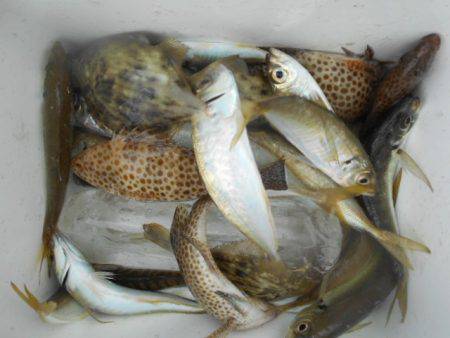 こかわ渡船　雅丸 釣果