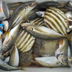 こかわ渡船　雅丸 釣果