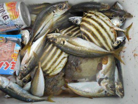 こかわ渡船　雅丸 釣果