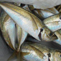 こかわ渡船　雅丸 釣果