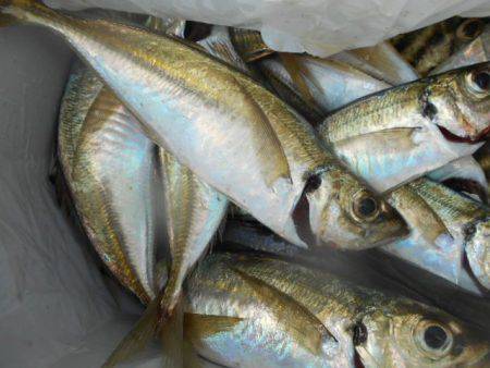 こかわ渡船　雅丸 釣果