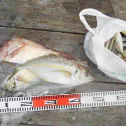 こかわ渡船　雅丸 釣果