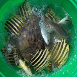 こかわ渡船　雅丸 釣果