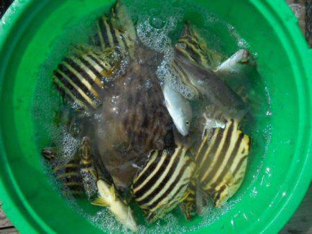 こかわ渡船　雅丸 釣果