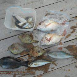 こかわ渡船　雅丸 釣果