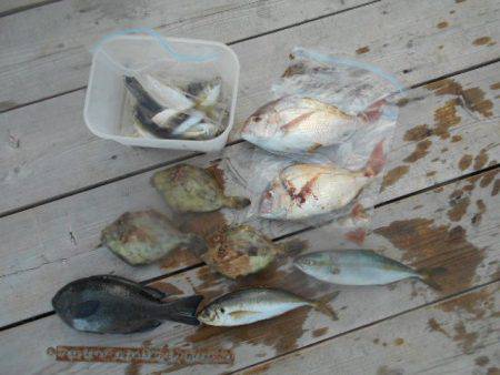 こかわ渡船　雅丸 釣果