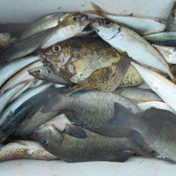 こかわ渡船　雅丸 釣果