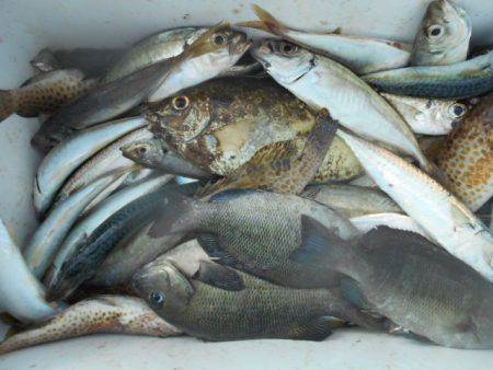 こかわ渡船　雅丸 釣果