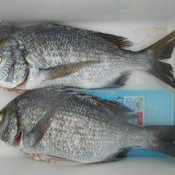 こかわ渡船　雅丸 釣果