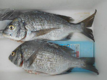 こかわ渡船　雅丸 釣果