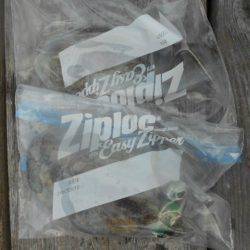 こかわ渡船　雅丸 釣果