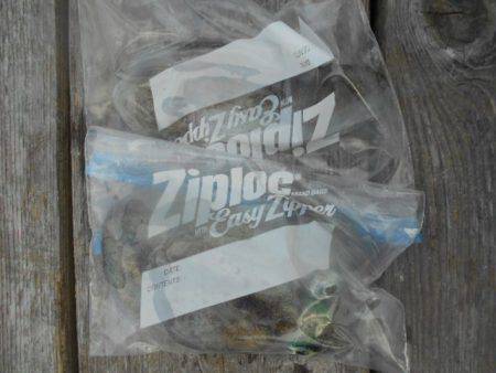 こかわ渡船　雅丸 釣果