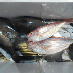 こかわ渡船　雅丸 釣果